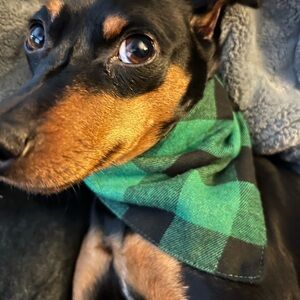 Green and Black Plaid Dog Bandana
